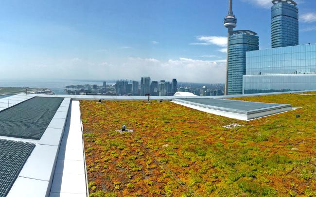 Sedum roof on a tall building